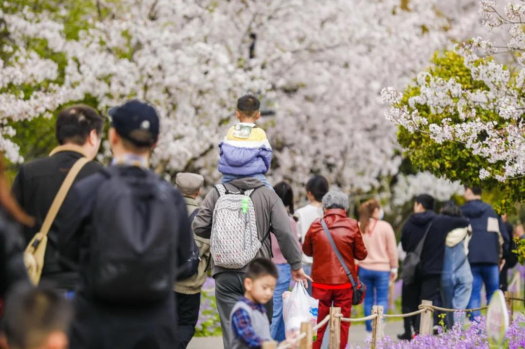 苏州上方山百花节火热进行 市植物园邀游客感受江南田园风情