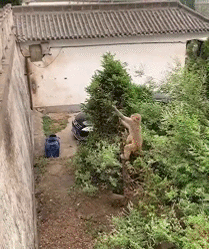 搞笑gif神评:快打开窗,让我进去避避雨