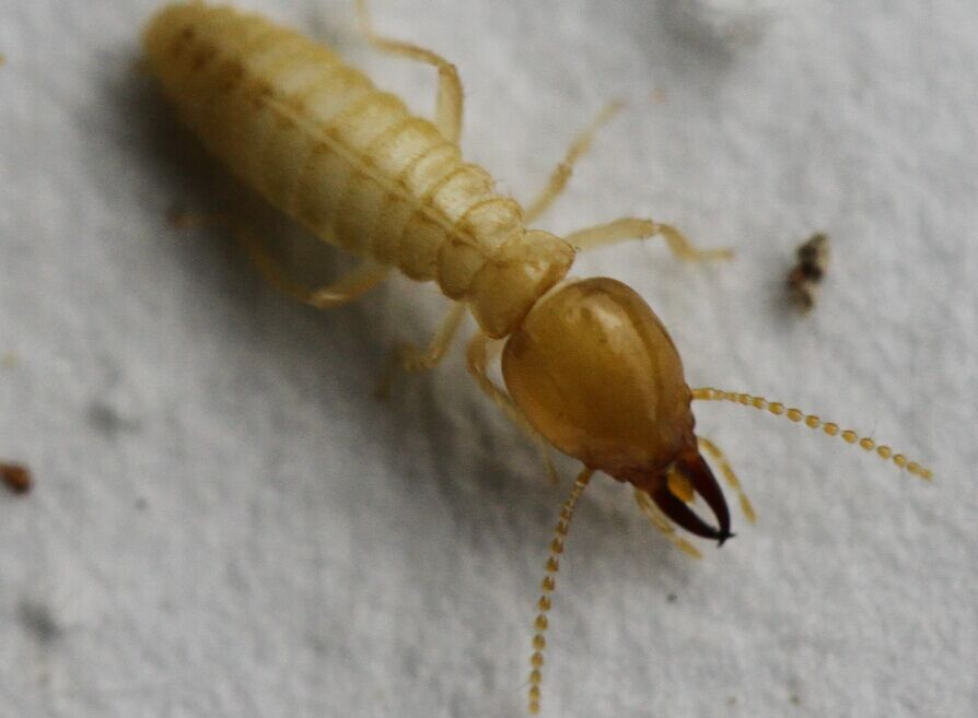 危害极大的白蚁种类大全(图)