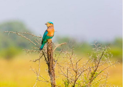 抗日将军吃饭发现一只鸟，立刻停筷，下令战士