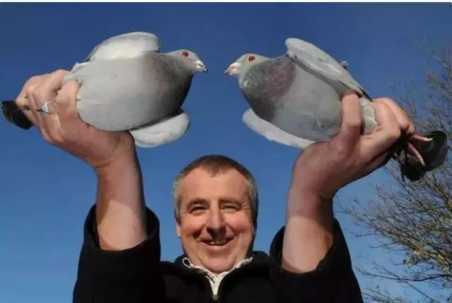 一羽鸽子卖出2200万天价,一场赛事总奖金高达亿元！