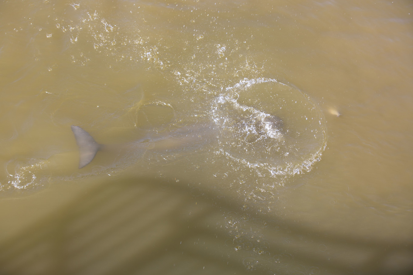 铜陵的一处江心小岛，长江江豚在这里与人类和谐共生