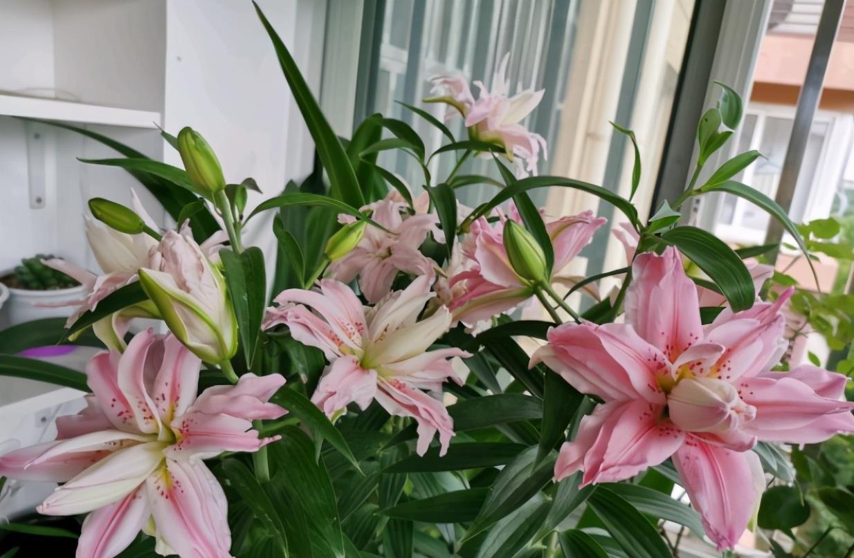 栽种百合的上盆小技巧，你都派上用场了吗？
