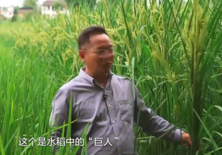 袁隆平“稻下乘凉梦”中的水稻出现了！2米高水稻在重庆试种成功