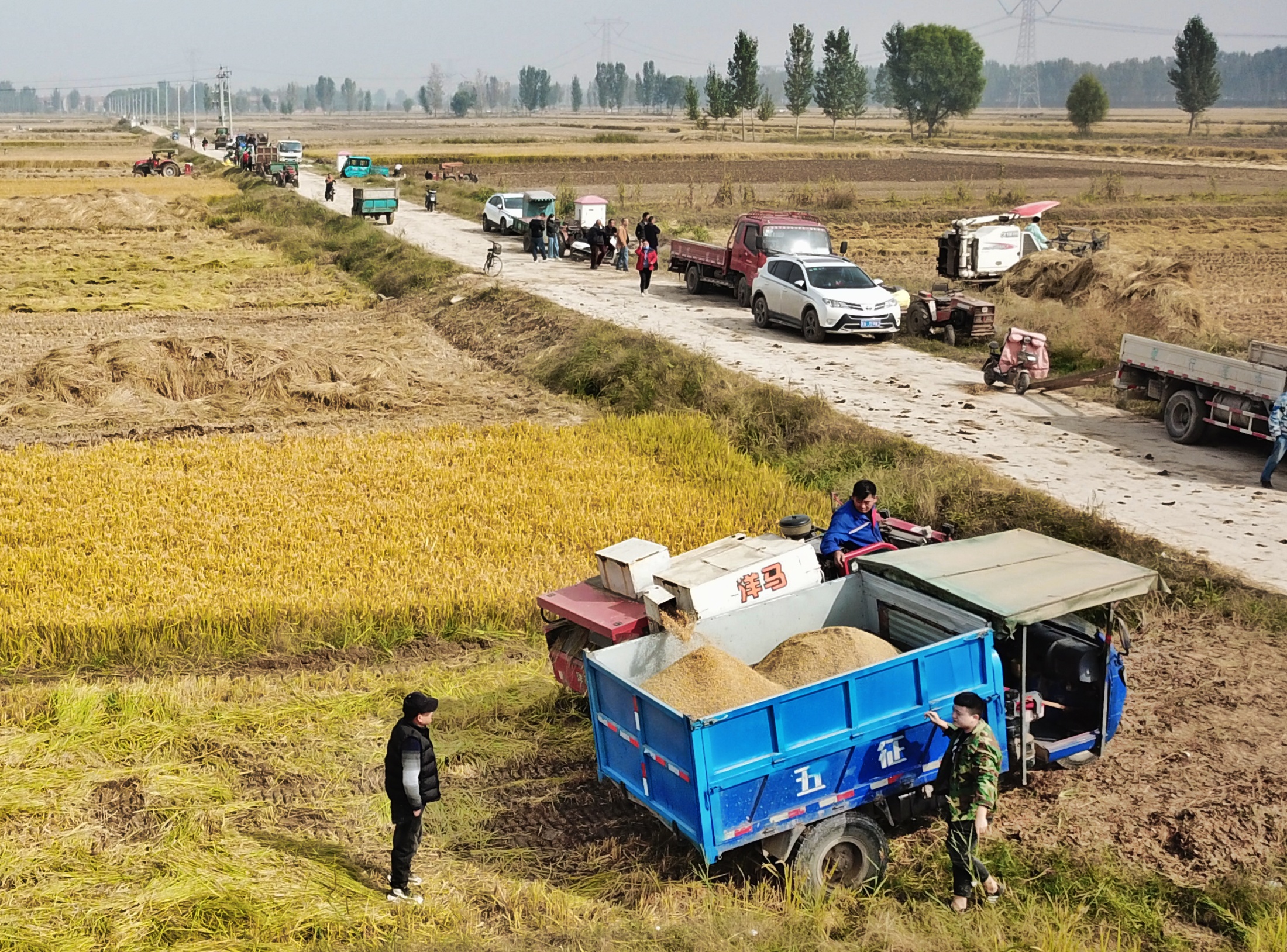 稻花飘香|【段双奇摄影作品】深秋时节看稻花飘香