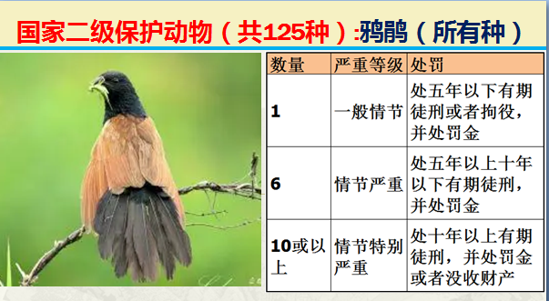 国家最新125类二级野生保护名录，图片及违法对应刑责