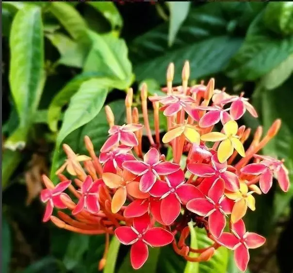 160種· 奇花異草,絕對有你沒見過的! 「下部分」