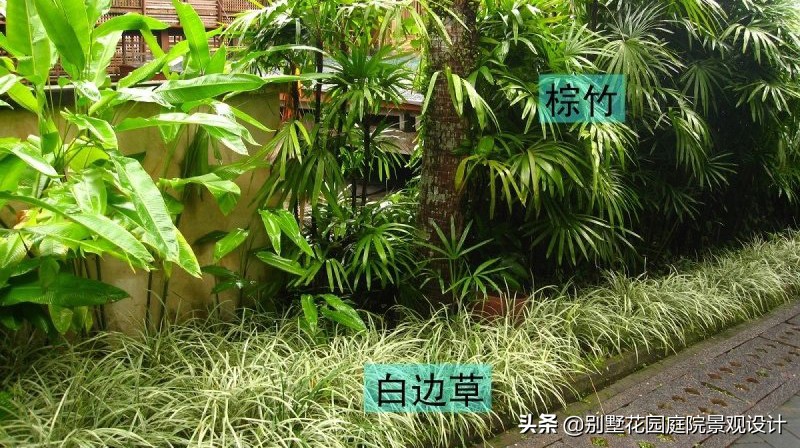 别墅庭院常用植物分享，附照片及名字标注（珍藏版）
