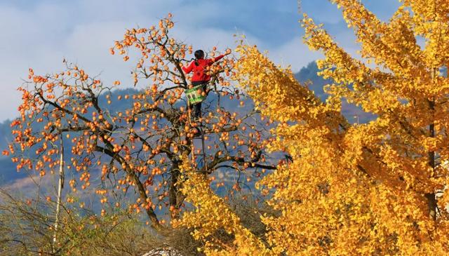 江南好個秋，自在徽州府｜|歙縣首屆秋禧節，十大秋色任你選