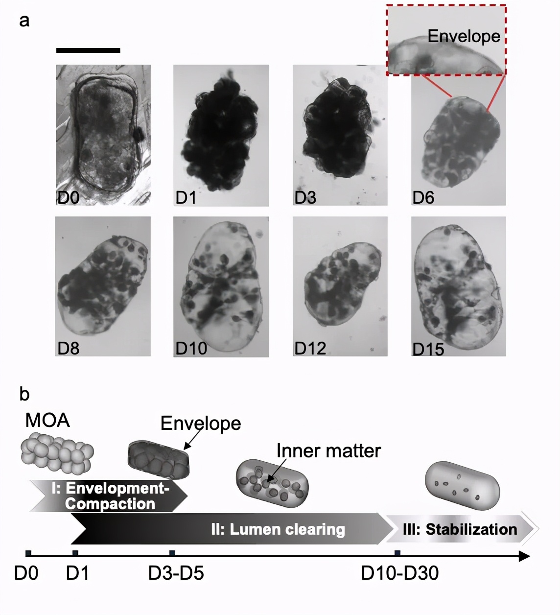 90�����Ů���з��������⻹ԭ���ٷ������ɹ���Ϊ90%