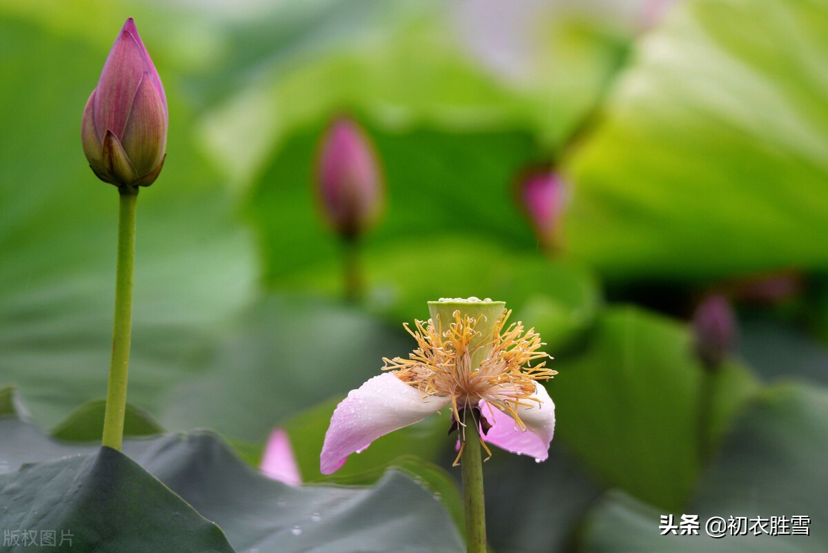 赏读李渔荷花两篇：冷然一阵荷香过，是花是叶，分他不破-第5张图片-诗句网