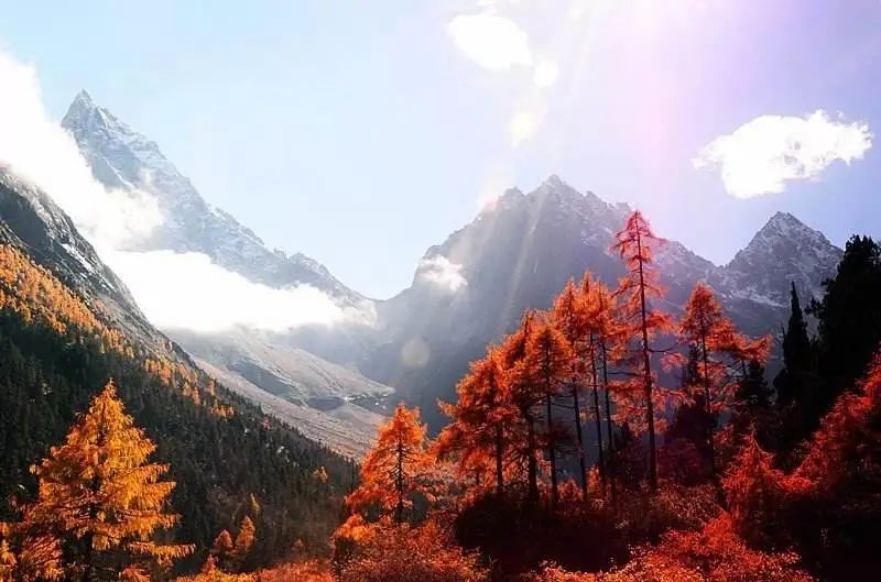 Missing these 14 maple viewing areas in November is equivalent to missing the entire autumn