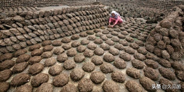 印度用牛糞做出了芯片？ 預計大量出口美國，還能遏制疫情