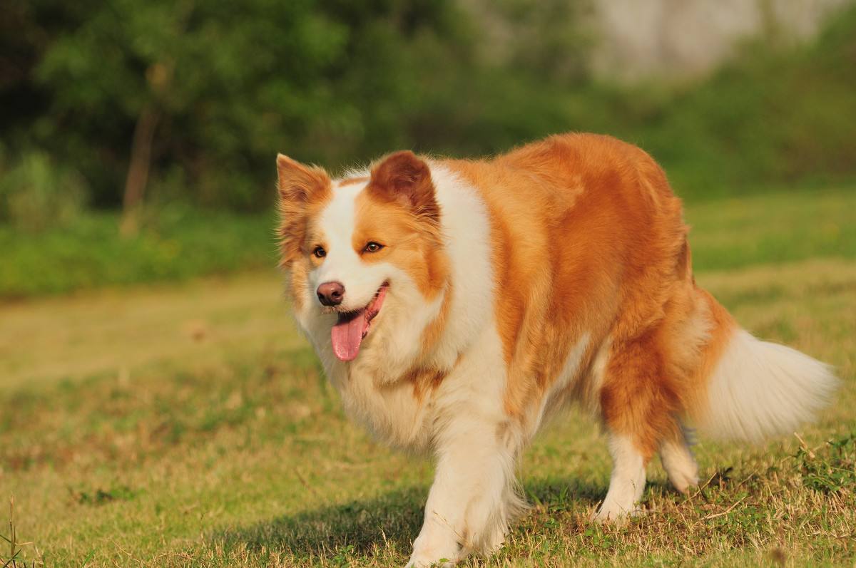 Akc第4組 畜牧犬組代表犬種 邊牧 德牧和古代英國牧羊犬 肖哥遛狗 Mdeditor