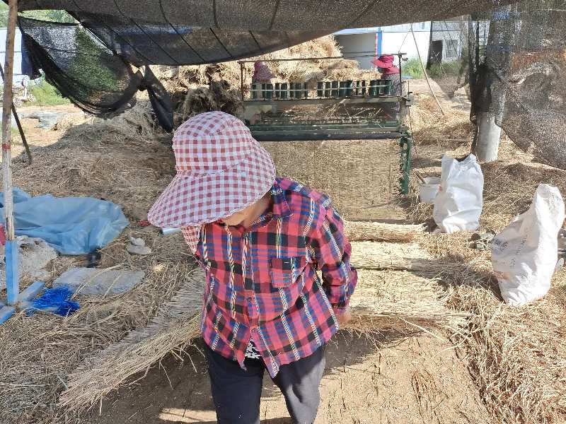 稻草|摄影师用镜头记录稻草帘、草绳制作全过程