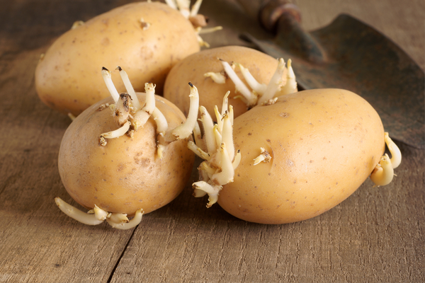 土豆被誉为第5大粮食！经常食用对身体有4个好处，你了解吗？