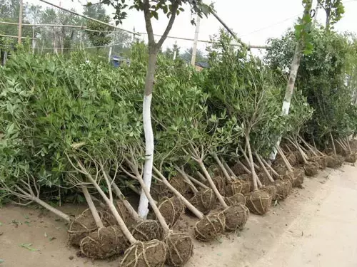 園林綠化施工技術(shù)大全,值得收藏!