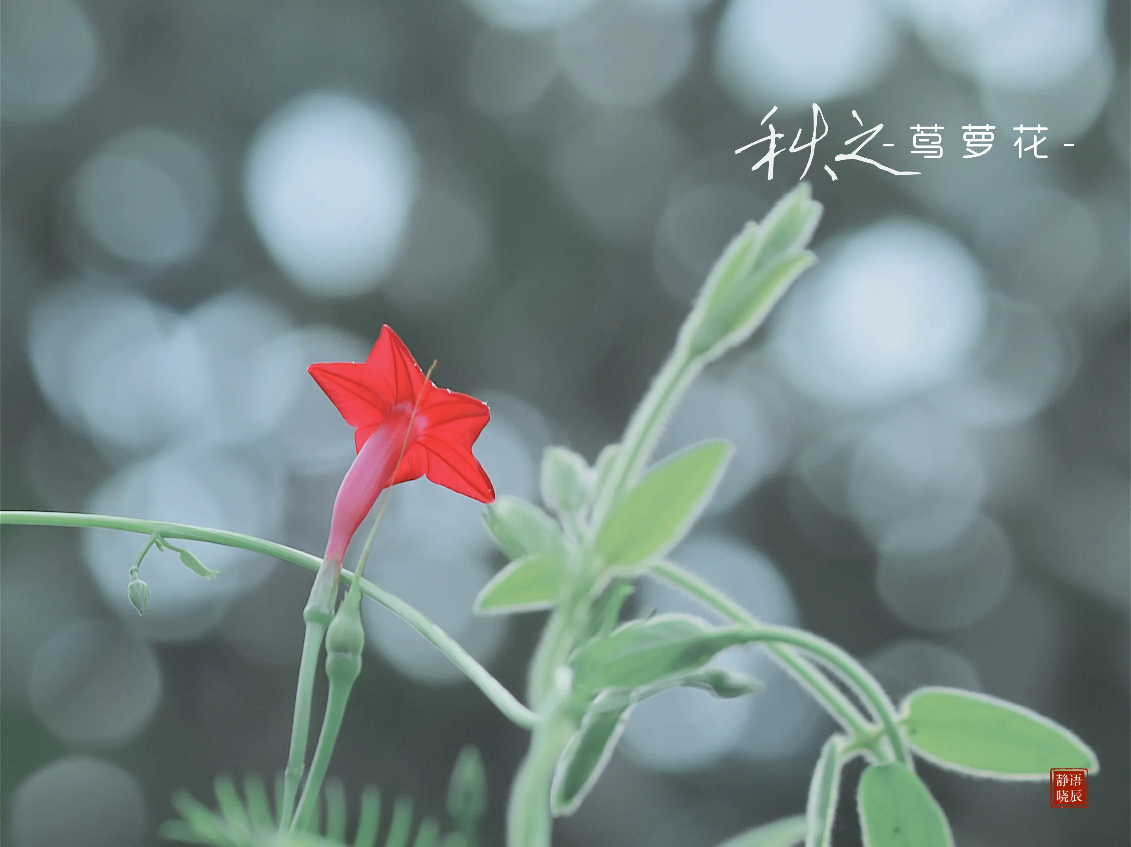 记忆中的那朵花 茑萝花 语辰静晓 Mdeditor 记忆中的那朵花 茑萝花 语辰静晓 Mdeditor