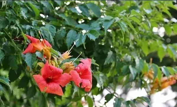 160種· 奇花異草,絕對有你沒見過的! 「下部分」
