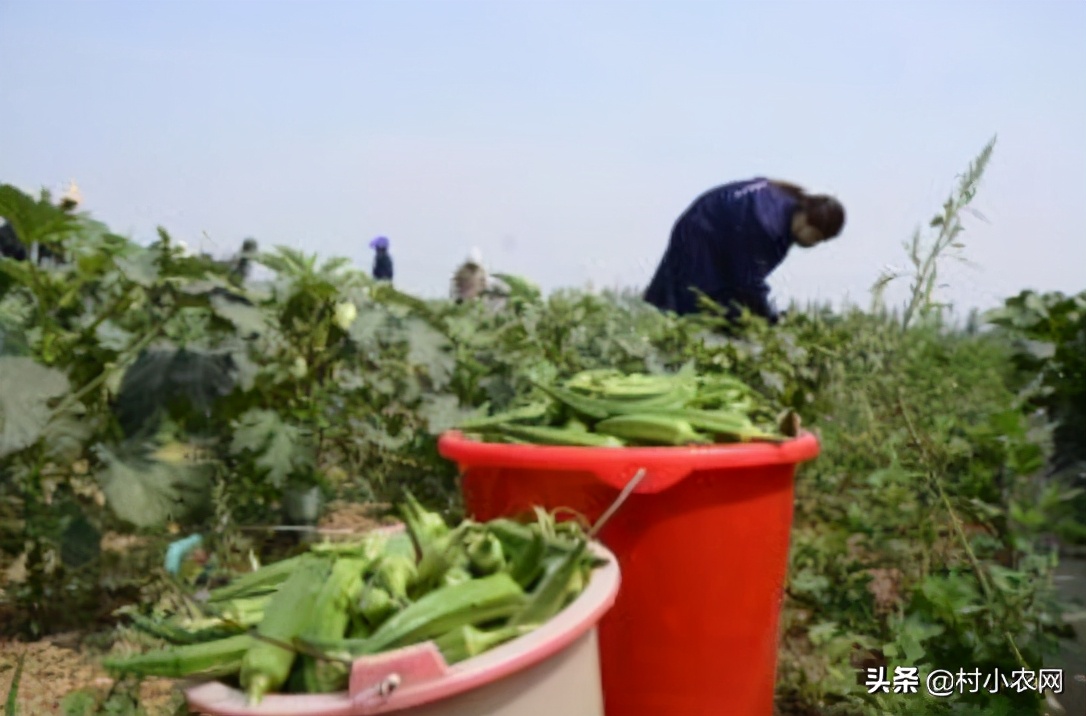 2021年农村创业，种植养殖啥能致富？这10个项目不比打工差