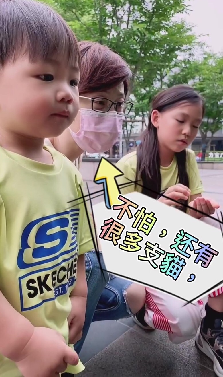 蔡少芬张晋带三子女喂流浪猫，鱼蛋投喂成功后开心不已，模样超萌