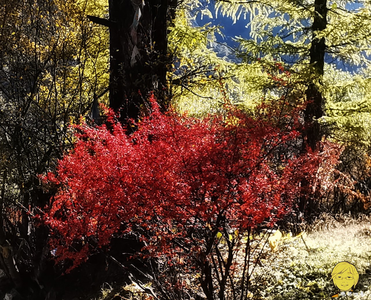 The golden autumn is here again, if you want to go to Aden, Daocheng, you should set off