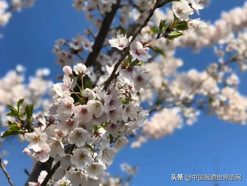 世語君家的四月花事 中國報道世界語網 Mdeditor