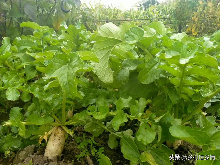 过了白露节，白菜和萝卜这两个要点别忽略，高产奥秘就在这