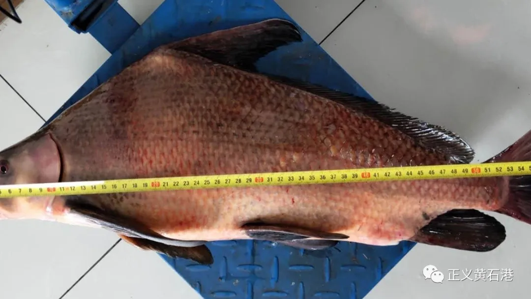 公益诉讼 | 维护长江生态多样性，联合办案再显