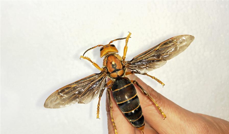 疫情形势严峻，外来物种入侵美国，官员：可致