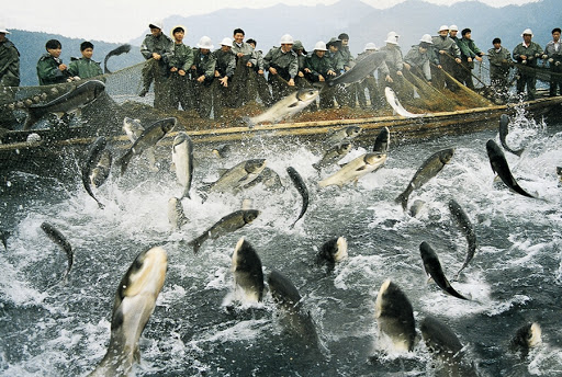 千岛湖的秘密：20年“以鱼养水”，鲢鳙成最大“功臣”？
