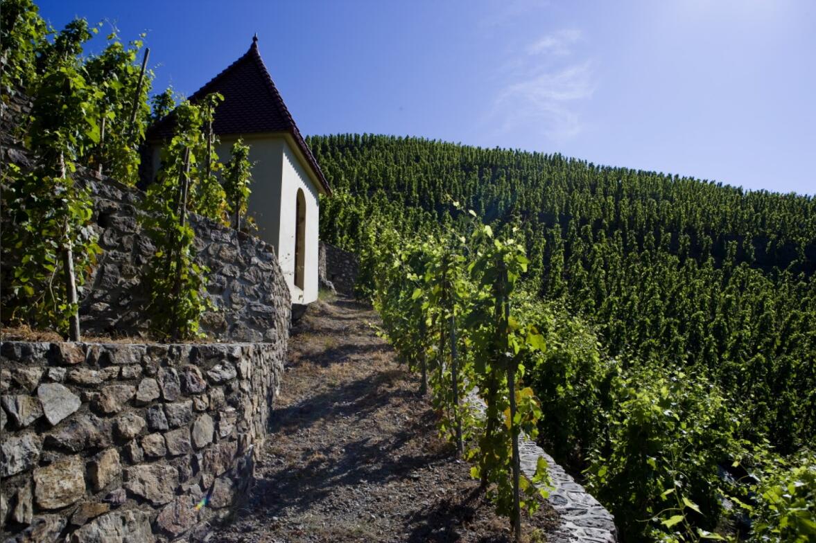 罗纳河谷：法国最大的法定红葡萄酒产区