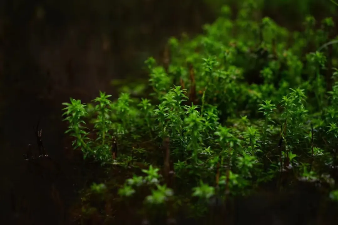 “牵牛花，一朵深渊色。”——有一种短诗，叫俳句