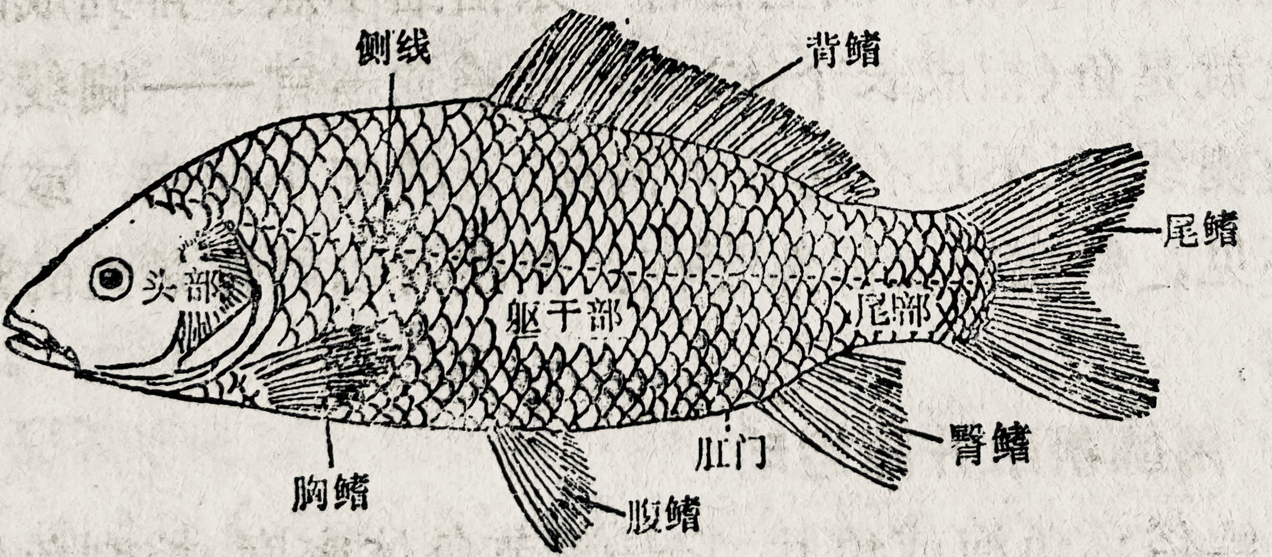 「鱼百科」鱼的基础知识，了解主要生理特征