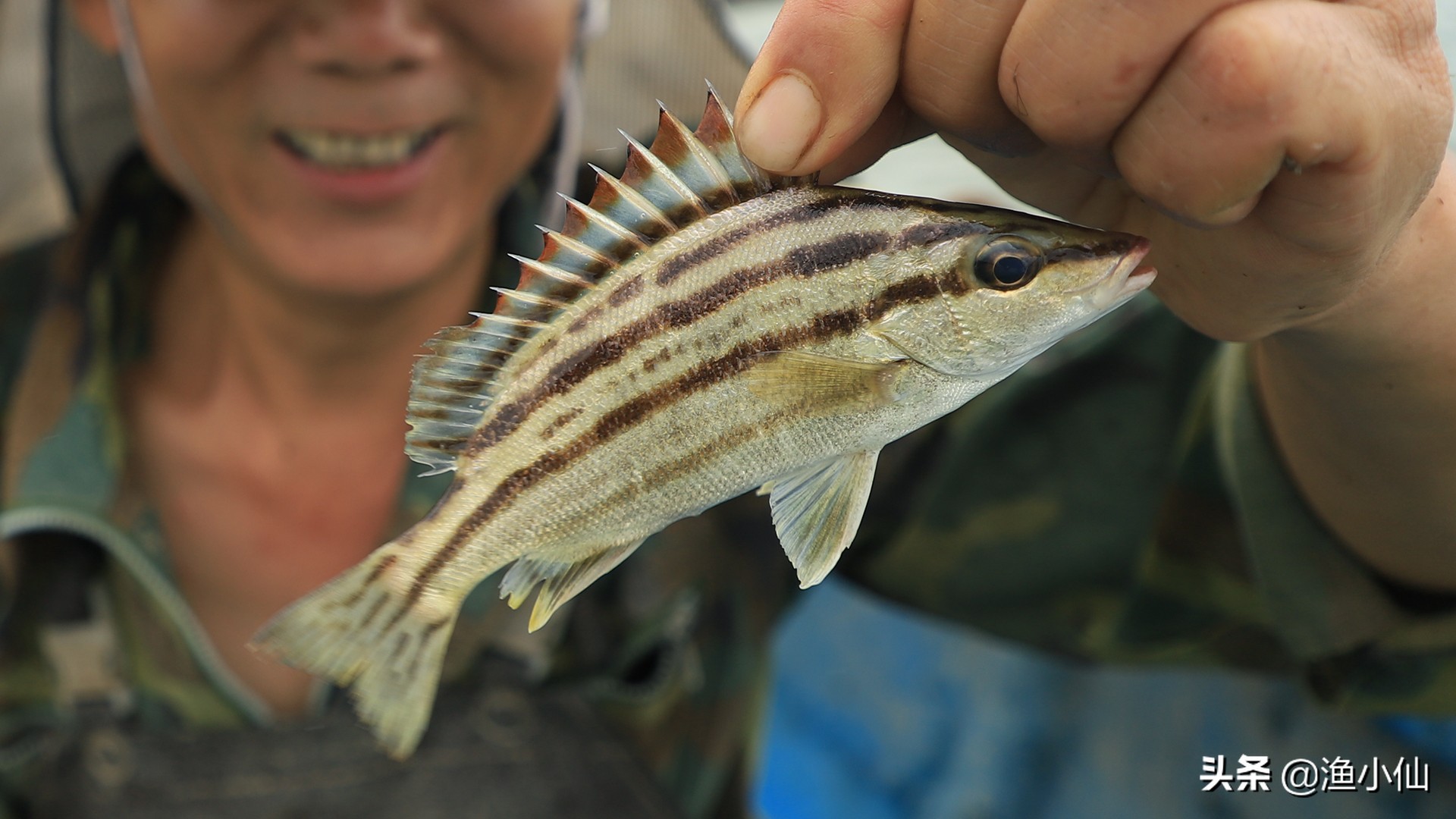 它的别名就五花八门了,有丁公鱼,斑猪,茂公,唱歌婆,花身鸡,鸡仔鱼