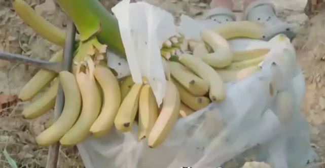 《向往的生活4》滤镜到底多重？看杯子就知道，人人家里都有