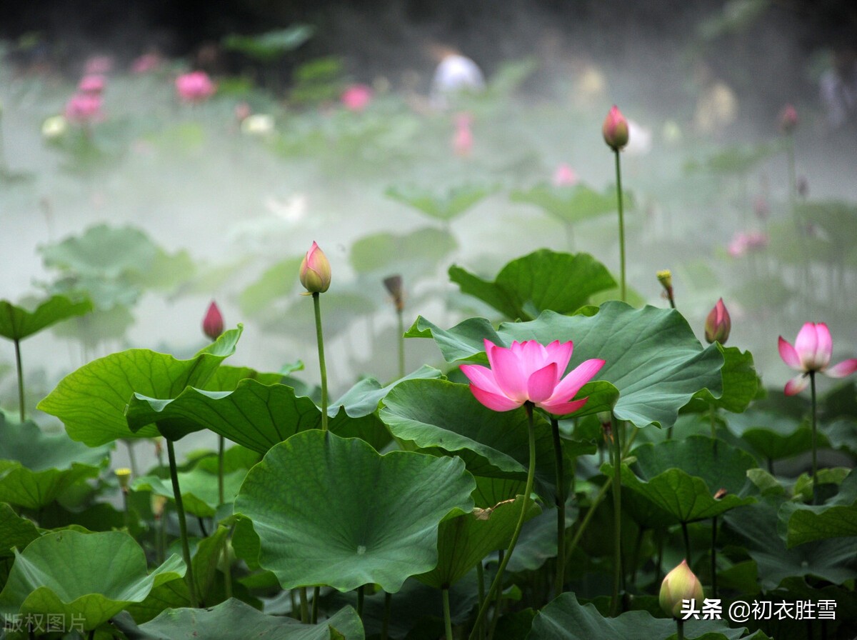 雷雨荷花两首，李商隐的忧郁惆怅，欧阳修的清丽动人，都是相思-第1张图片-诗句网