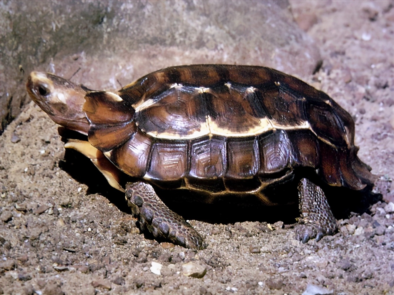 尼日尔香龟图片