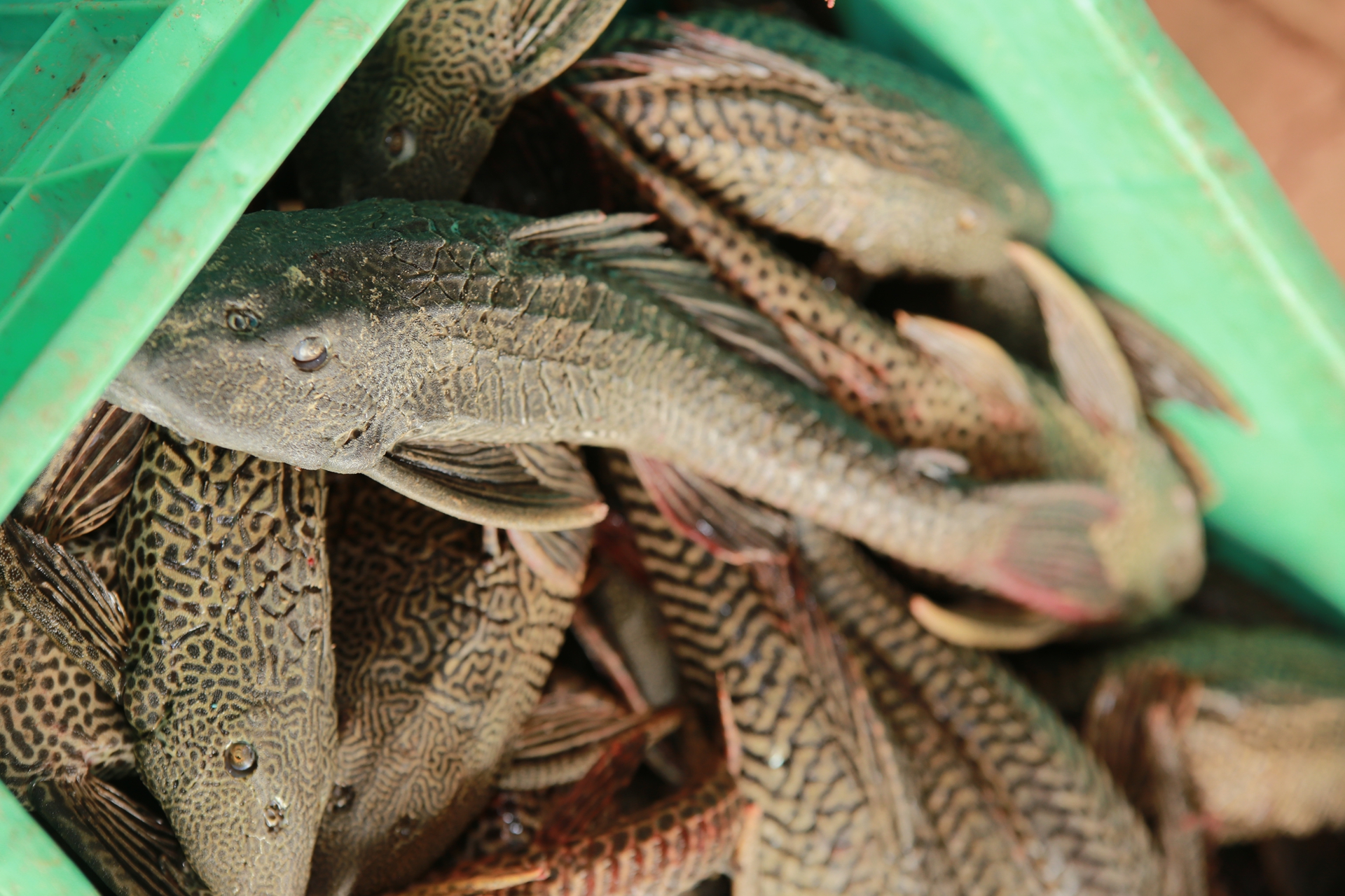 垃圾鱼入侵全球,在中国也泛滥成灾,能不能靠吃把它绝种?