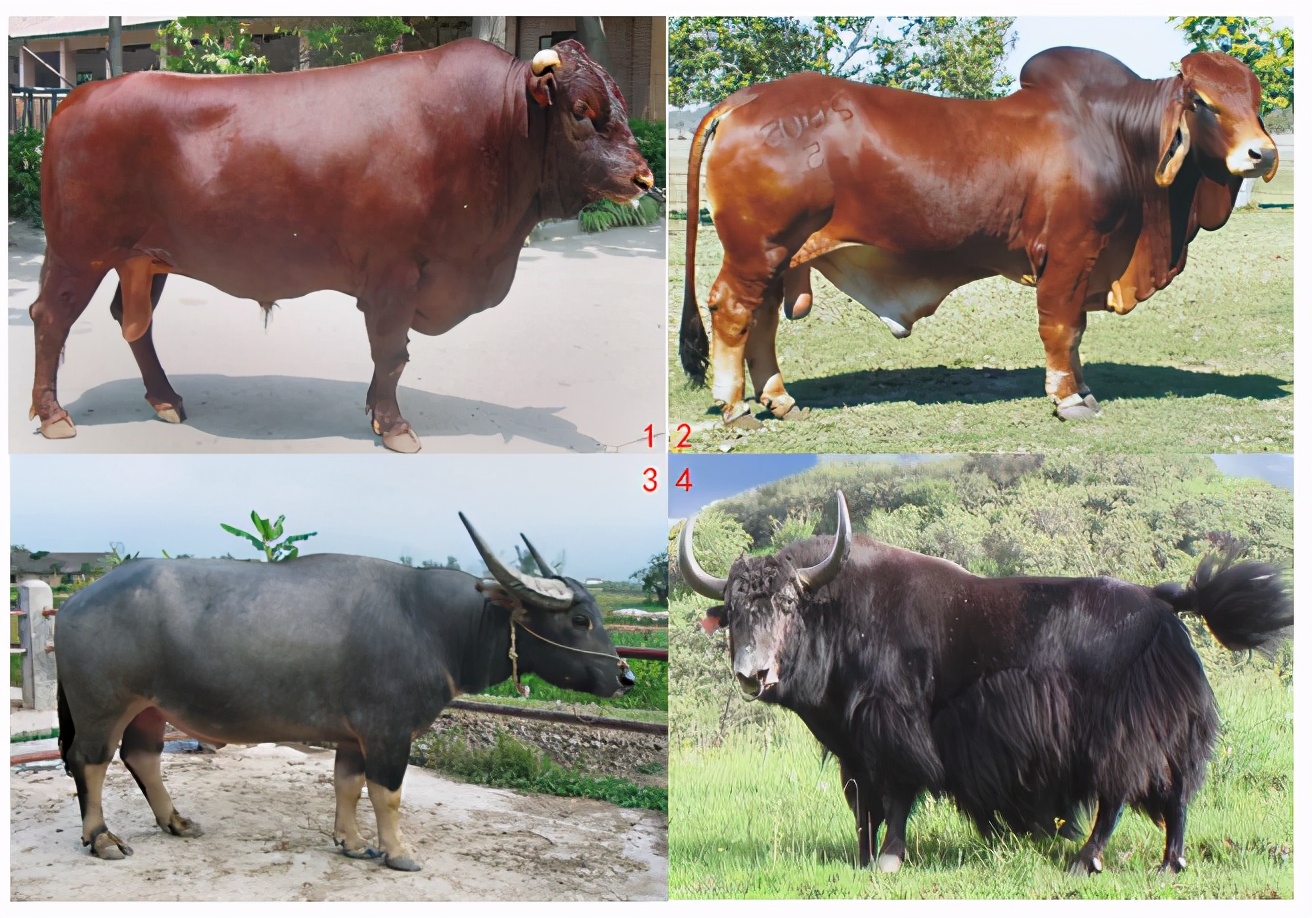 养牛关注：肉牛种业的昨天、今天和明天
