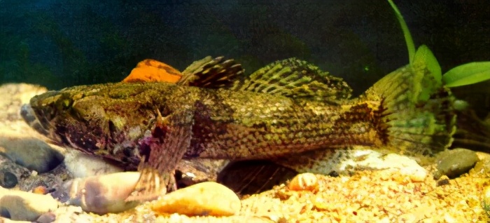 eleotris swinhonis(gunther)(黄肚鱼,黄麻嫩)▼鰕虎鱼科161栉鰕虎鱼