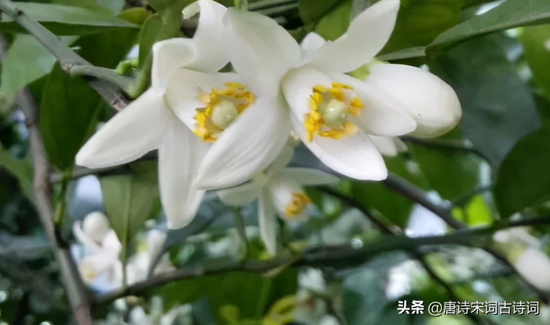 夏天的花儿-第4张图片-诗句网