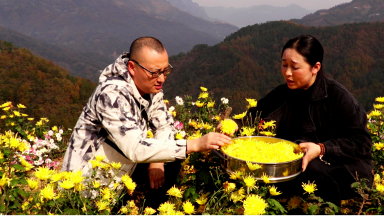 四川省旺苍县：2000亩菊花开出脱贫“致富花”