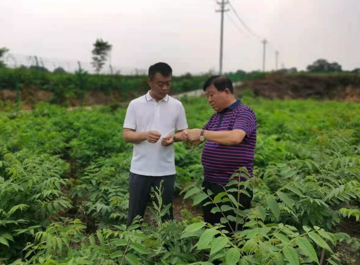 食在中原健康行调研组走进郑州市三一香椿食品有限公司调研