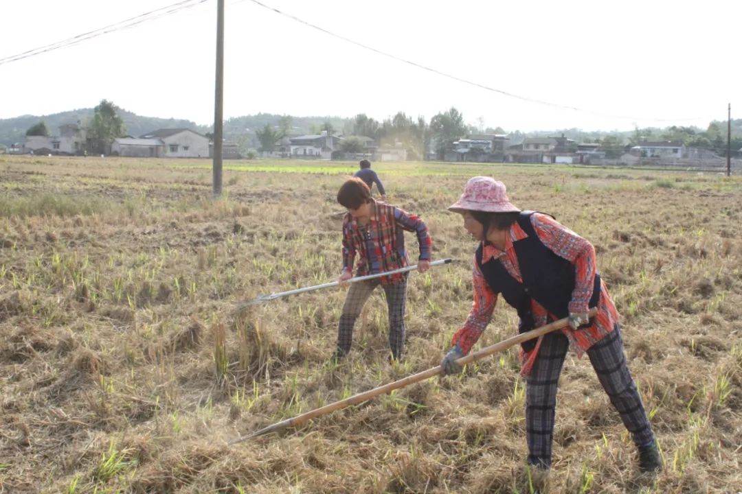 御康农业产业化联合体订单模式助力罗江打造油菜产业基地