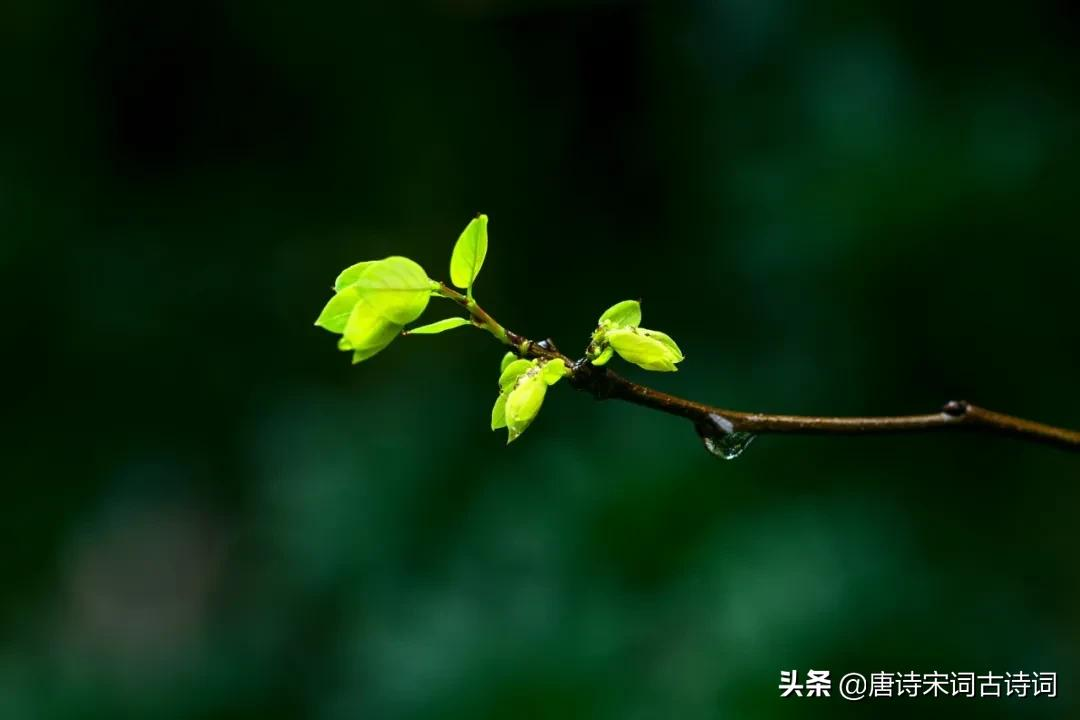 梨花风起正清明，慎终追远思故人-第4张图片-诗句网