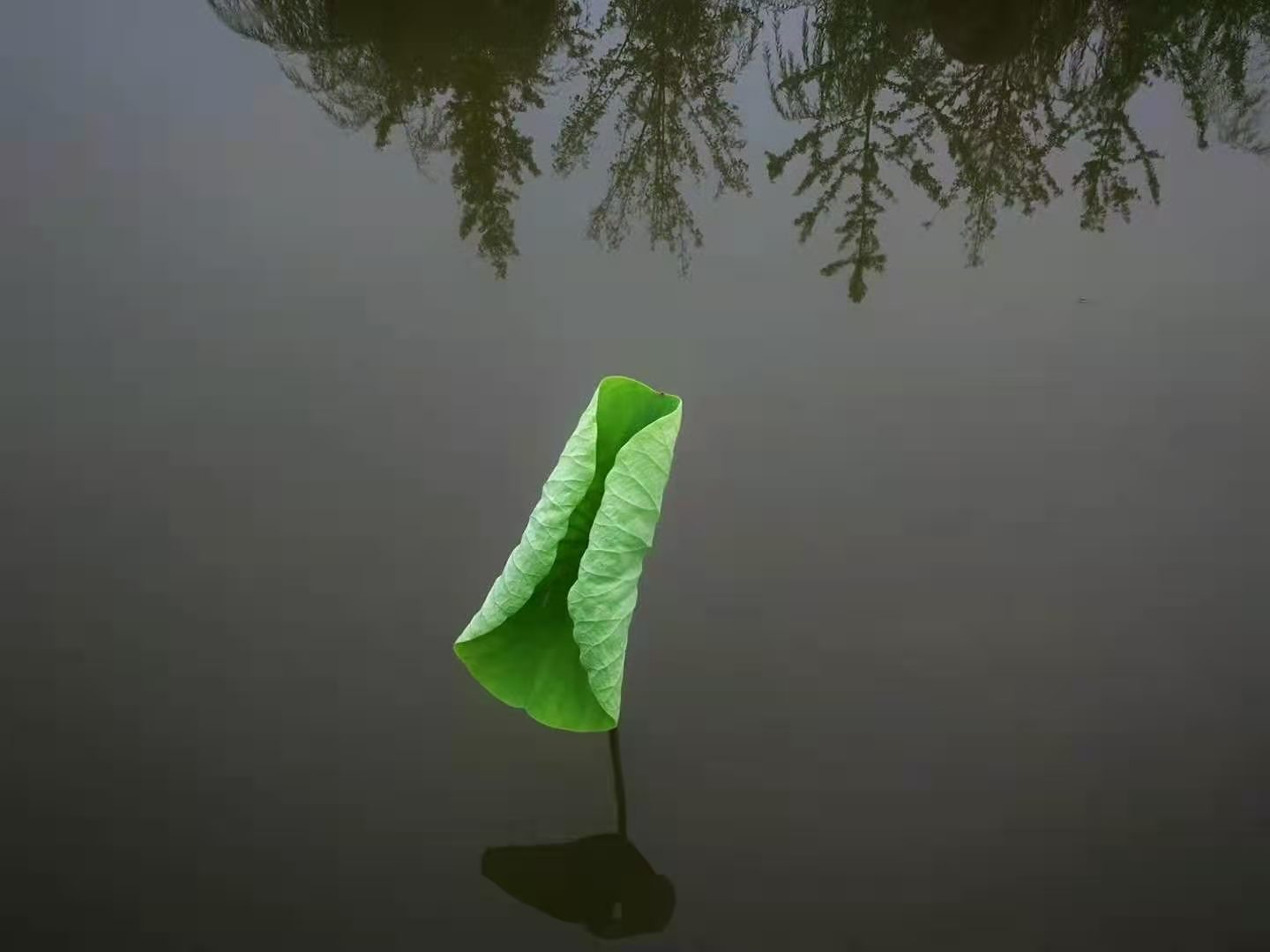 诗二首 题残荷