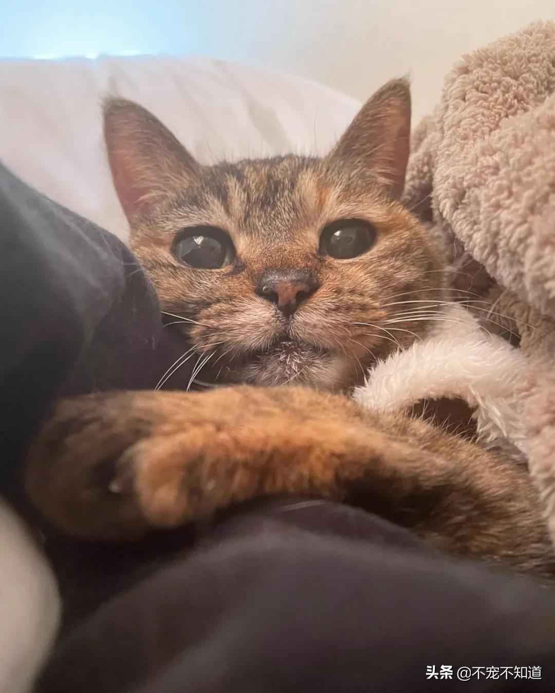 网友给老猫过21岁生日 全网都傻眼了 这是返老还童 不宠不知道 Mdeditor