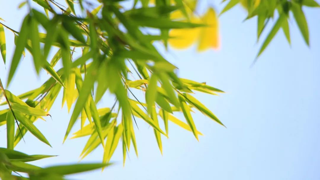 100首夏日诗词，送你清凉一夏