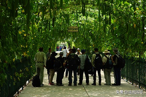 盘锦鼎翔生态农业观光园——一个旅游观光的好地方